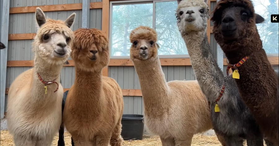 A Compassionate Journey into Camelid Rehabilitation for Young Llamas and Alpacas