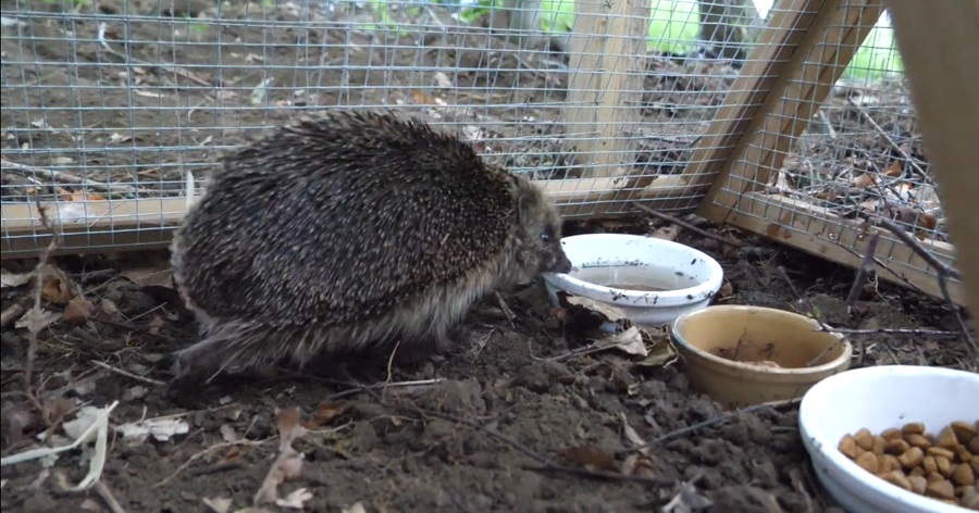 A Compassionate Journey into Hedgehog Rehabilitation