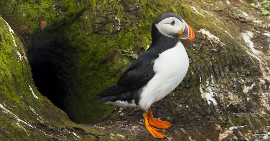 Atlantic Puffins Unveiled: A Journey into Conservation, Habitats, and Avian Majesty
