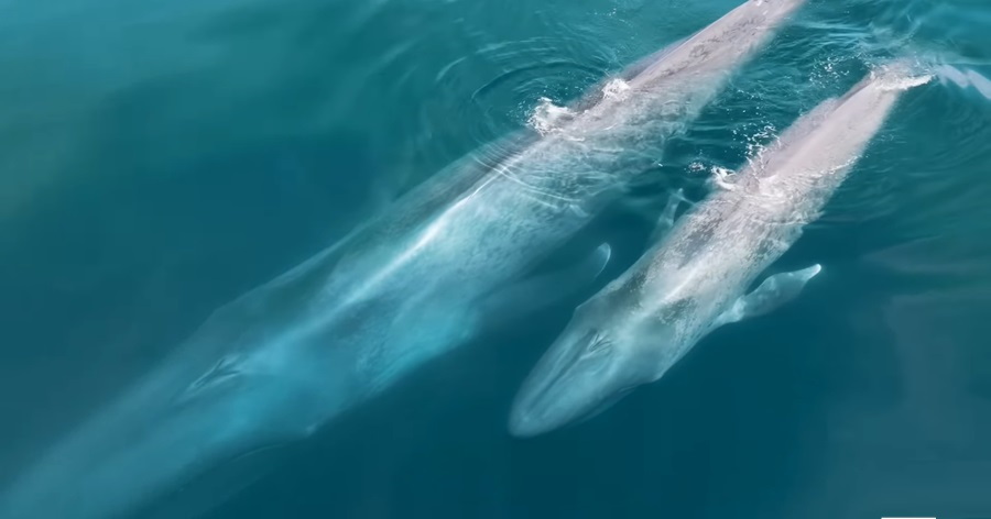 Blue Whale Conservation: A Symphony of Protection for Ocean Giants