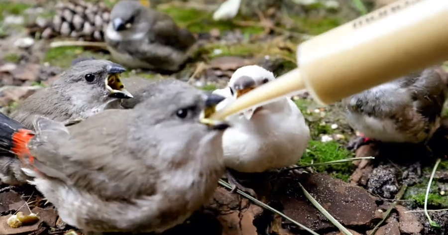 Caring Wings: A Comprehensive Guide to Nurturing Nestlings and Fledglings in Your Care