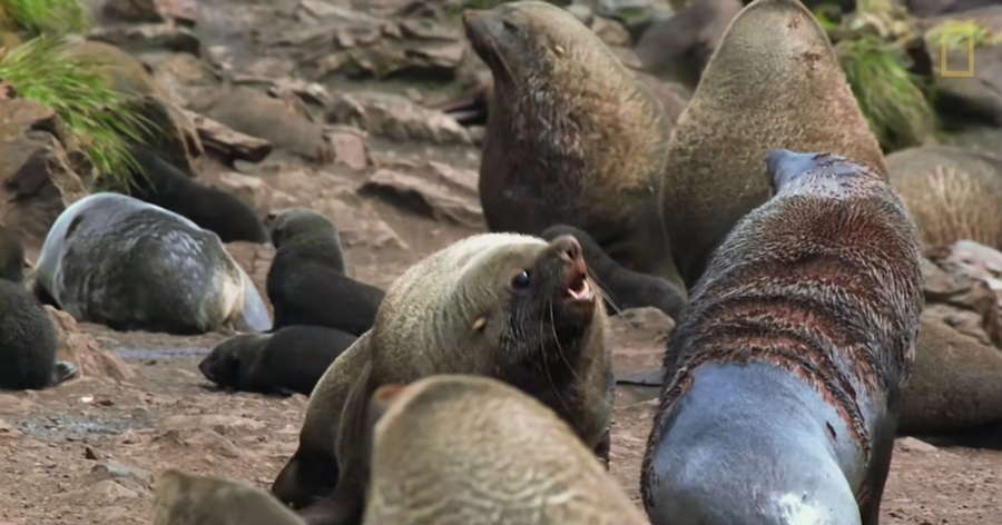 Coastal Guardians: Seals Unveiled in a Symphony of Survival