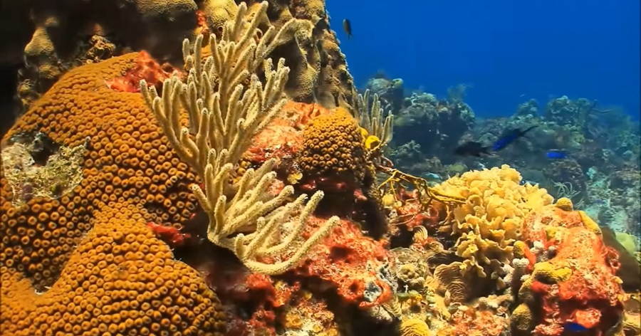 Delving into the Rich Ecosystems of Coral Reef Habitats