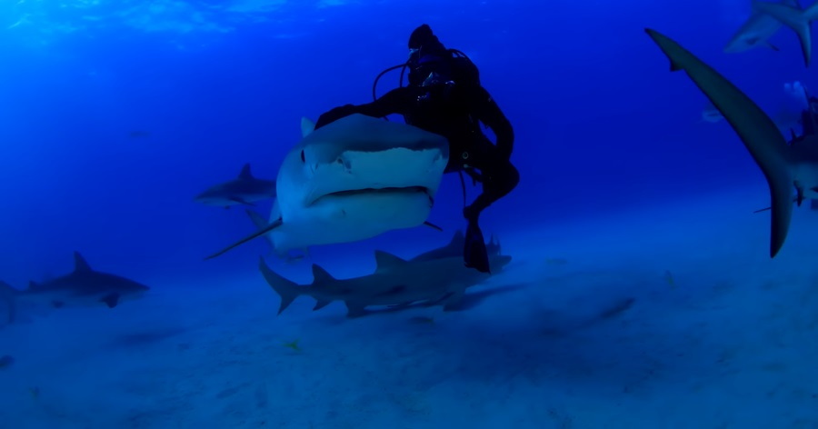Dive into Conservation: Adopt a Shark and Become a Guardian of the Ocean's Apex Predators