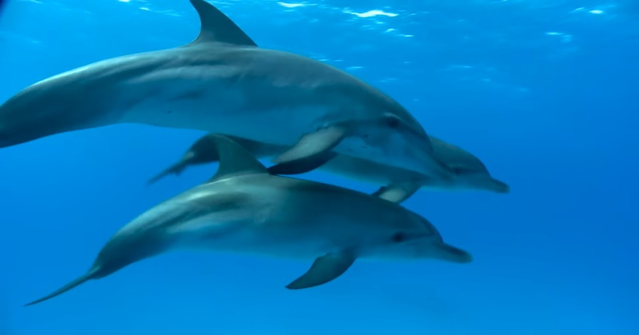 Dive into the Depths: A Comprehensive Guide to Dolphin Conservation Challenges