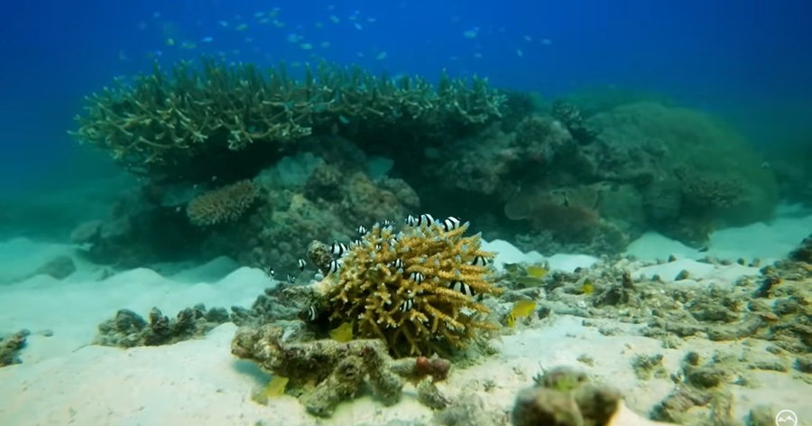 Guardians of the Reef: Navigating Challenges, Preserving a Natural Legacy