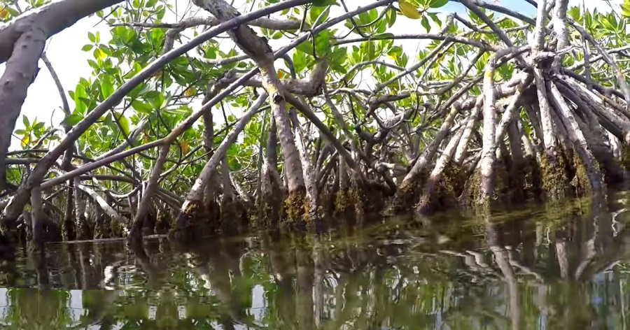 Mangrove Magic: Unlocking the Coastal Symphony of Life