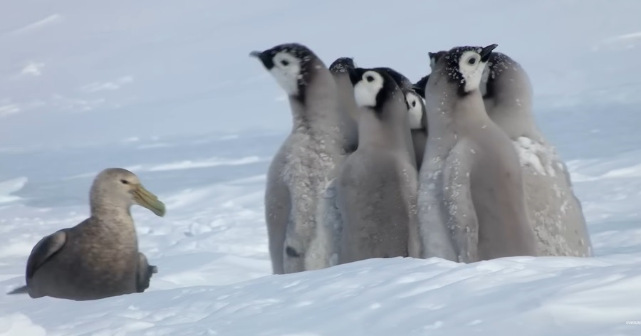 Penguin Protection: Navigating Antarctic Realms for Conservation and Survival