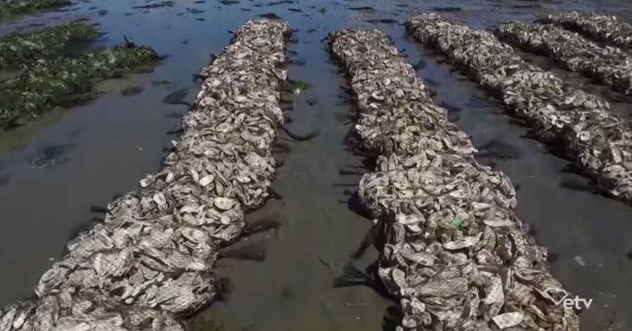 Revitalizing Ocean Life: Unveiling the Wonders of Oyster Bed Restoration 